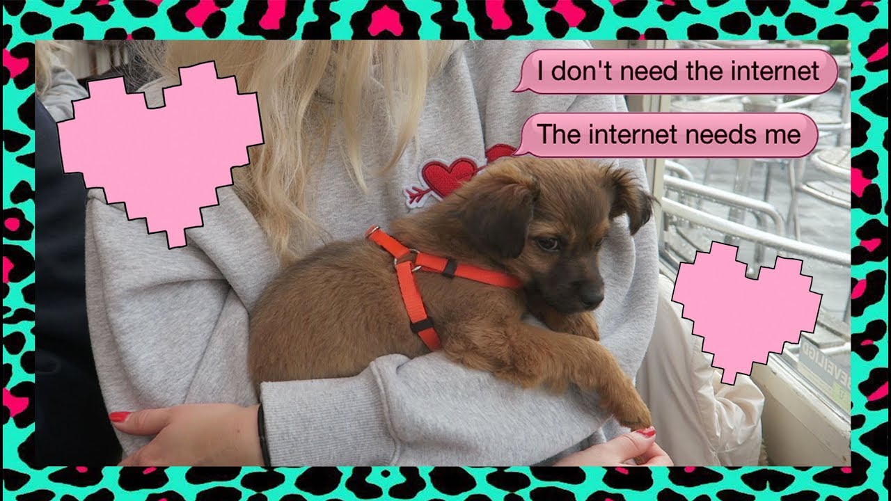 WANDELEN MET DE PUPPY | BLONDE TIGERS - VLOG #272