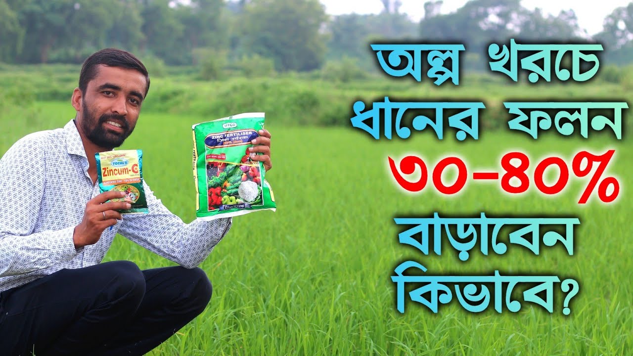 অল্প খরচে ধানের ফলন বাড়াবেন কিভাবে? জিংক ব্যবহার করে ধানের ফলন বাড়াবেন কিভাবে? #ধান  #ধানক্ষেত