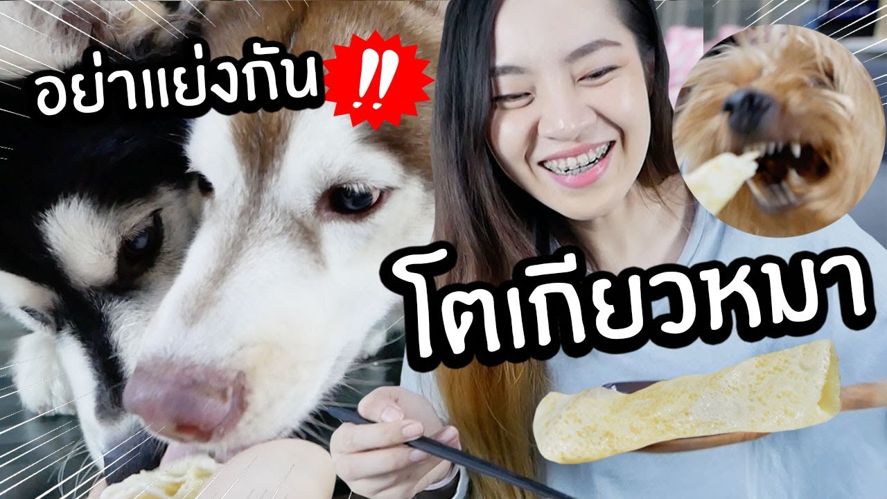 ขนมโตเกียวหมา ทำง่ายๆใช้แค่ไข่ขาว! // หมาสติแตกอย่าแย่งกัน!!!