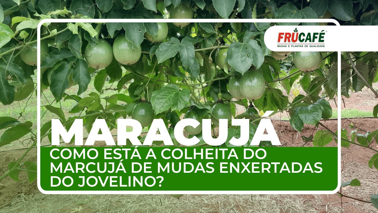 Como está a Colheita do Marcujá de Mudas Enxertadas do Jovelino?