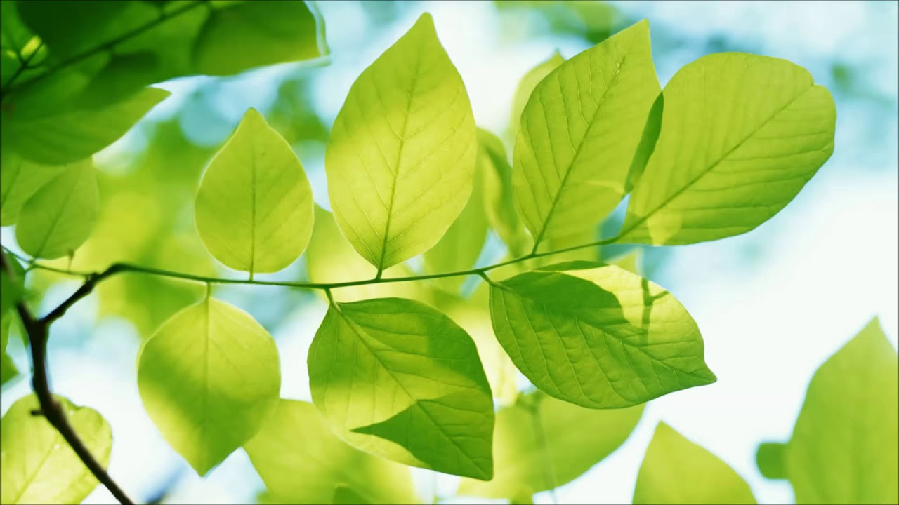 Bandari - Green Leaves of Spring