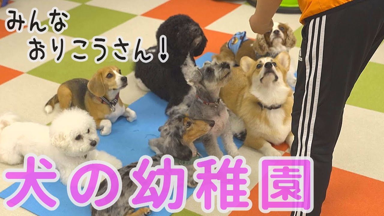 【へぇ～！】カワイイ！が溢れる犬の幼稚園...その内部をのぞいてみた！【お家からバスで送迎】