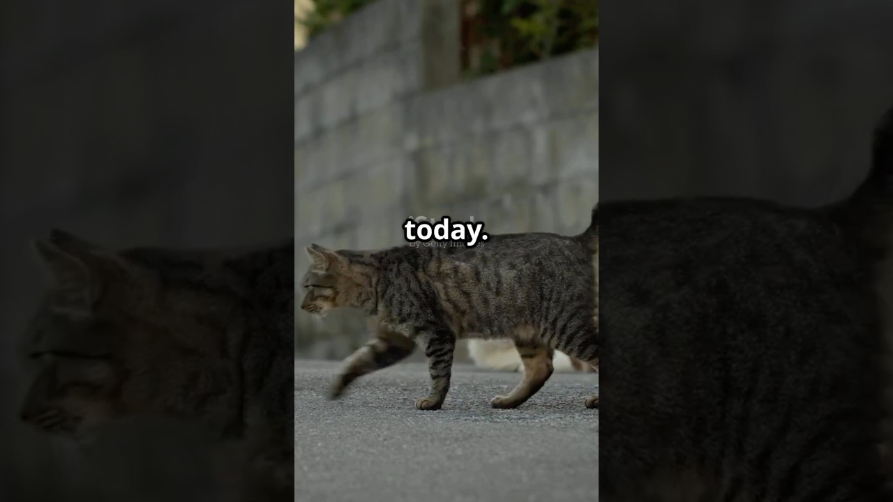 5 Cat Superstitions That Still Exist Today #viralvideo