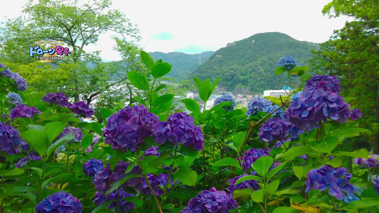 静岡県の梅雨は美しい！下田公園のあじさい300万輪！ドローン男子空撮