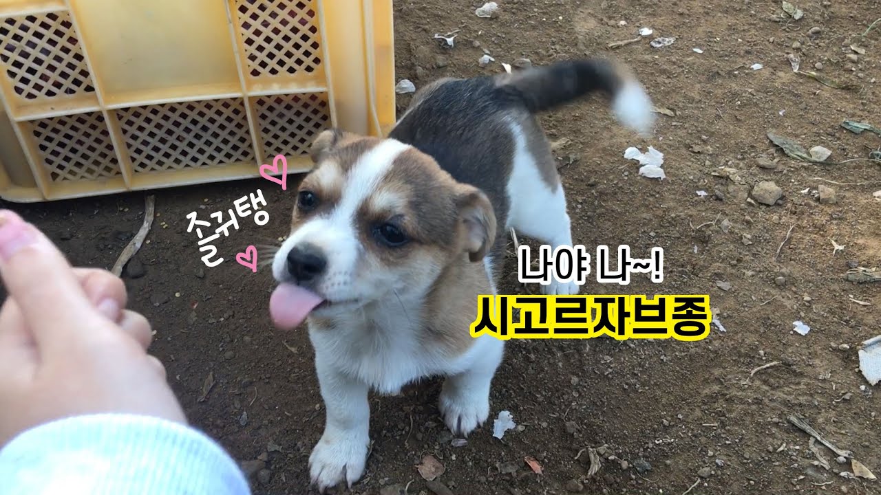 시고르자브종 강아지 분양하기. 심멎주의