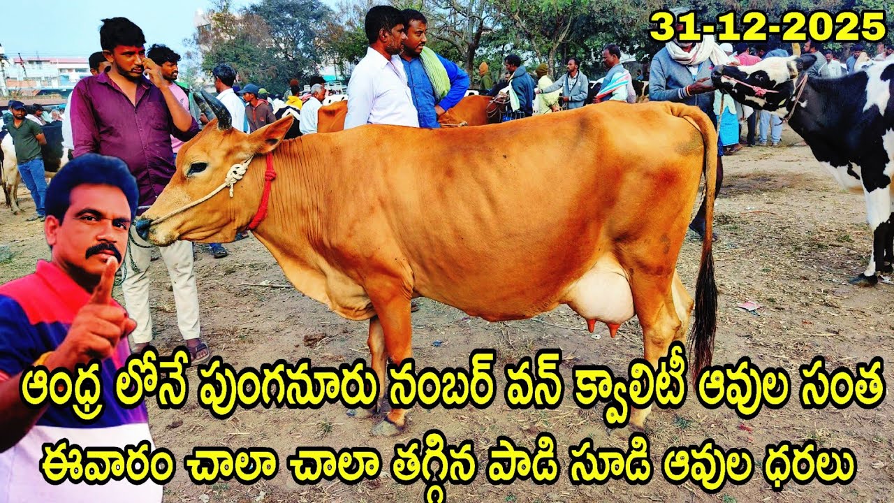  పుంగనూరు ఆంధ్రాలోనే నంబర్ వన్ క్వాలిటీ ఆవుల సంత ఈవారం  తగ్గిన పాడి సూడి ఆవుల ధరలు#rktelugutravaller