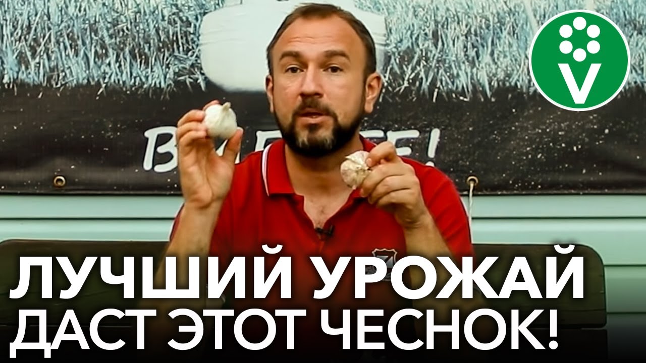 НИ В КОЕМ СЛУЧАЕ НЕ САЖАЙТЕ ТАКОЙ ЧЕСНОК! Какие зубки чеснока использовать для посадки осенью?