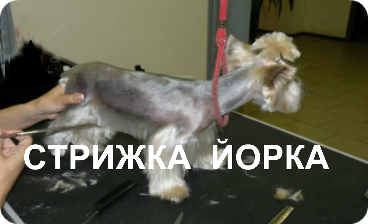 СТРИЖКА ЙОРКА
