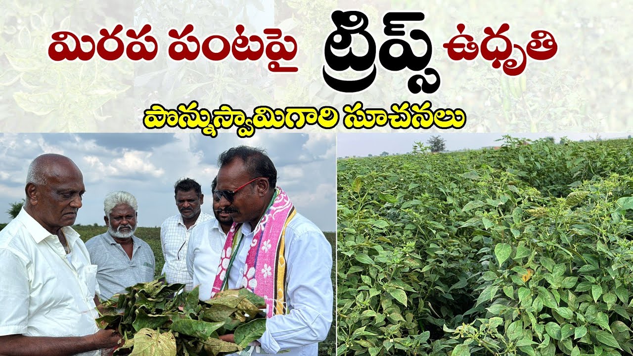 మిరప పంటపై ట్రిప్స్ ఉధృతి, పొన్ను స్వామి గారి సూచనలు | Ponnuswamy organic farming | nune mandulu