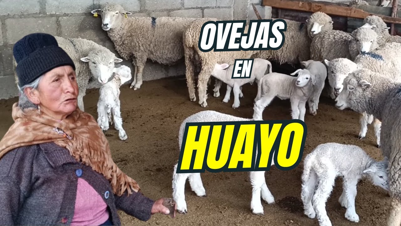 ASÍ SE CRÍAN LAS OVEJAS EN UN PUEBLO DONDE HACE MUCHO FRÍO (HUAYO - PASCO)