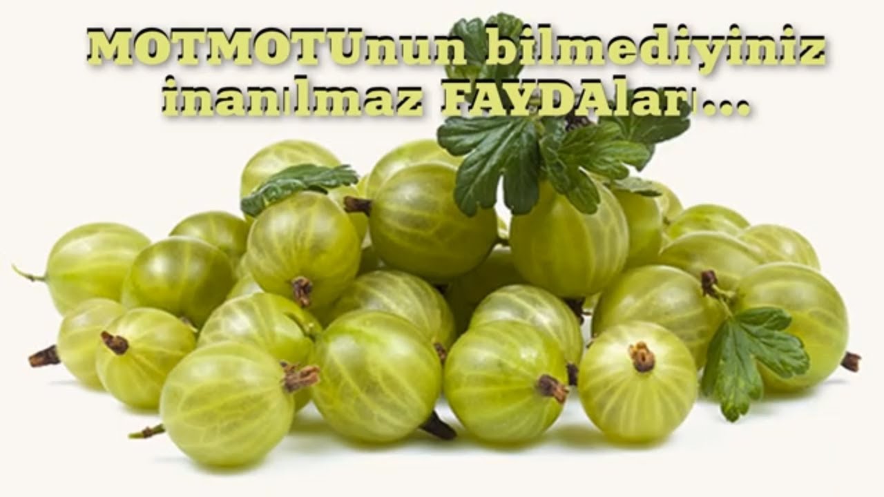 Motmotunun bilmədiyiniz inanılmaz faydaları...