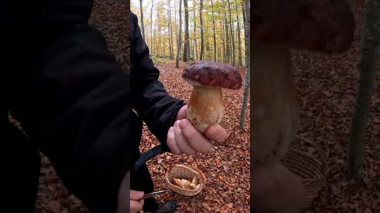 Boletus Pinophilus🍄beginning of November 2024#new #nature #pilze #foryou #forest #wildlife #shorts