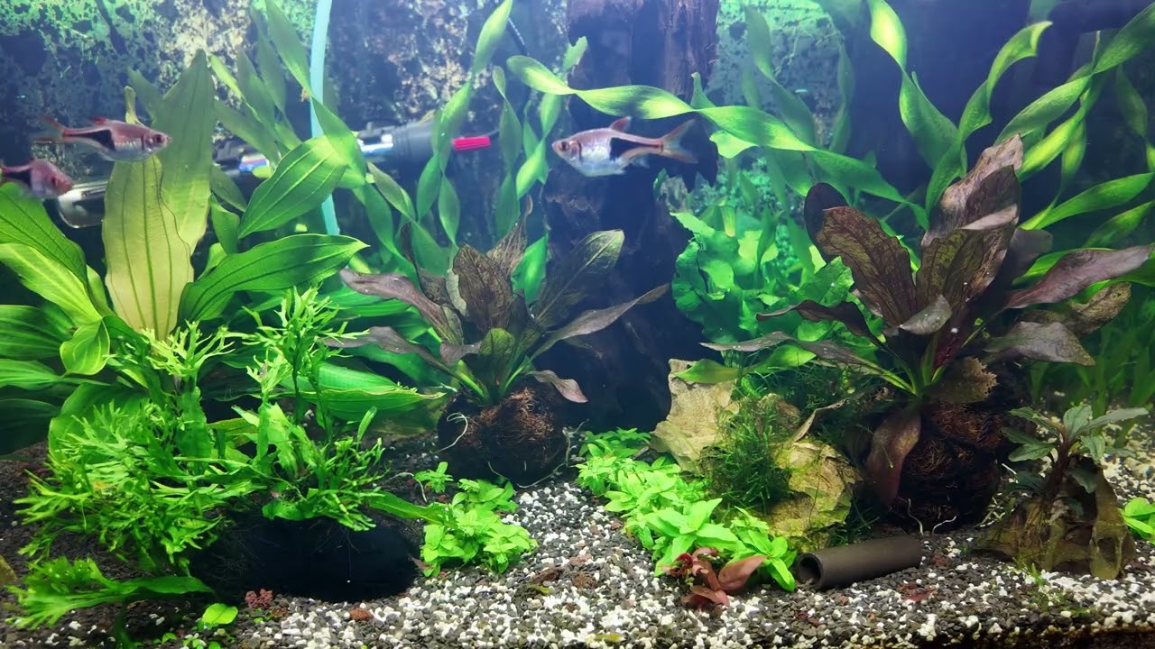 One Hour of Calm: Relaxing Background Music with a Peaceful Aquarium View