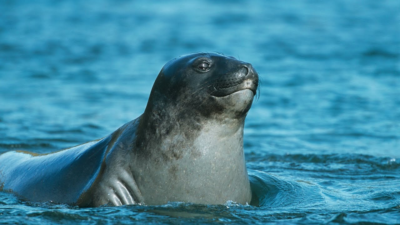 Melhores videos de FOCAS. Muito Cute, cute. Tem nascimento de foca bebe. Animal da antarctica.