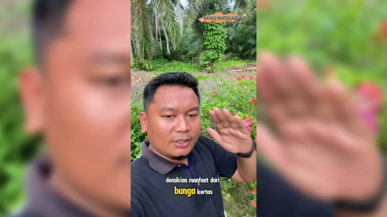 Bongkar Manfaat Bunga Kertas Bagi Kesehatan | Bunga Pekarangan Rumah | Sehat Alami