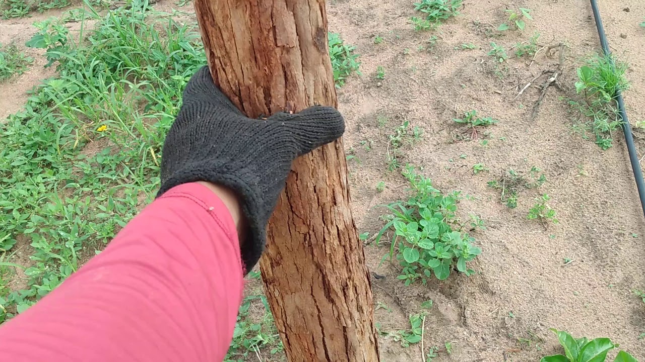 Maracujá, esticando espaldeira FÁCIL!