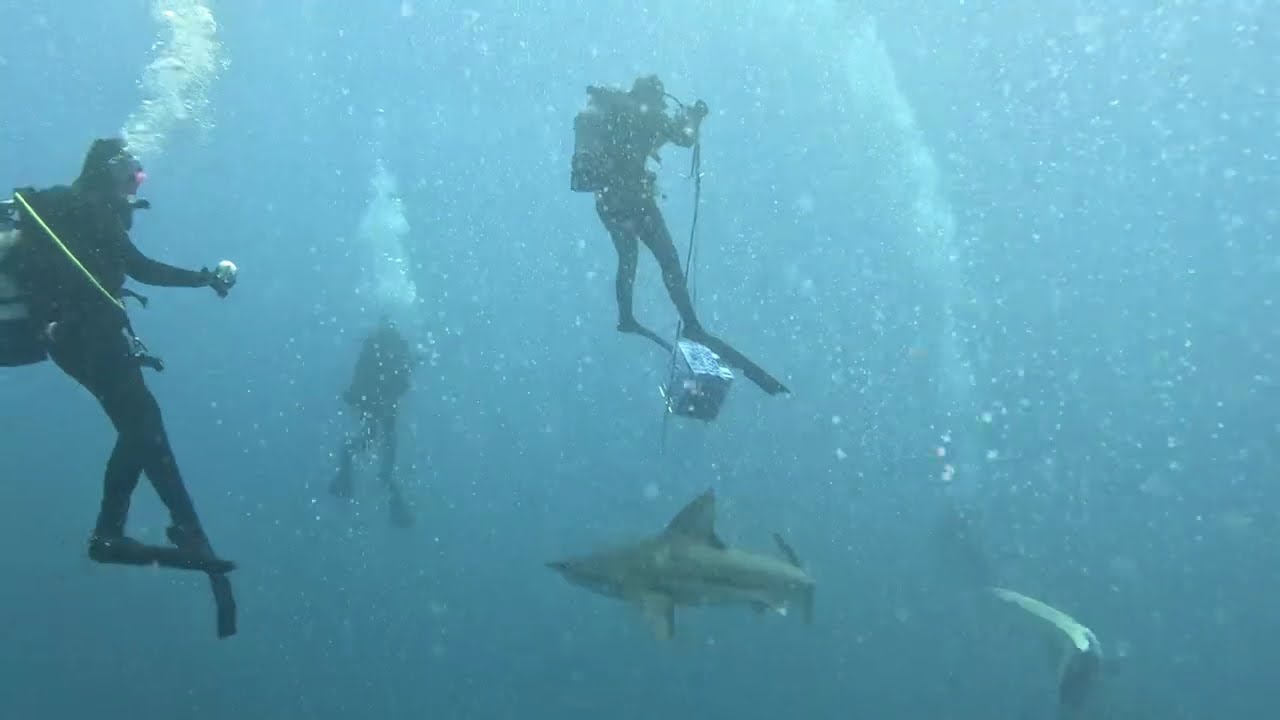 Shark Dives with Salty Divers Jupiter Florida 2025 by Jason Pare'