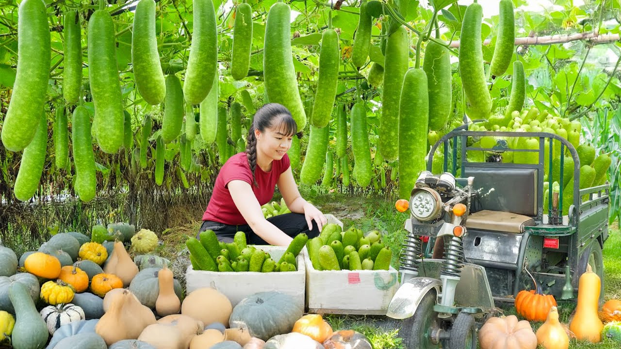 Use 3-Wheeled Truck to Harvesting 1000+ Gourds Goes to Village Market Sell | Phuong Harvest Life