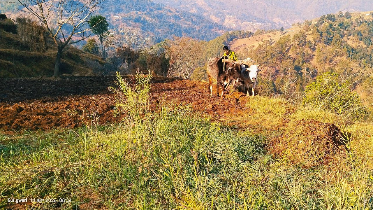 GAJENDRA GWARI (VIOGS) लाइव है! घर गांव में आज कल हाल की जुताई