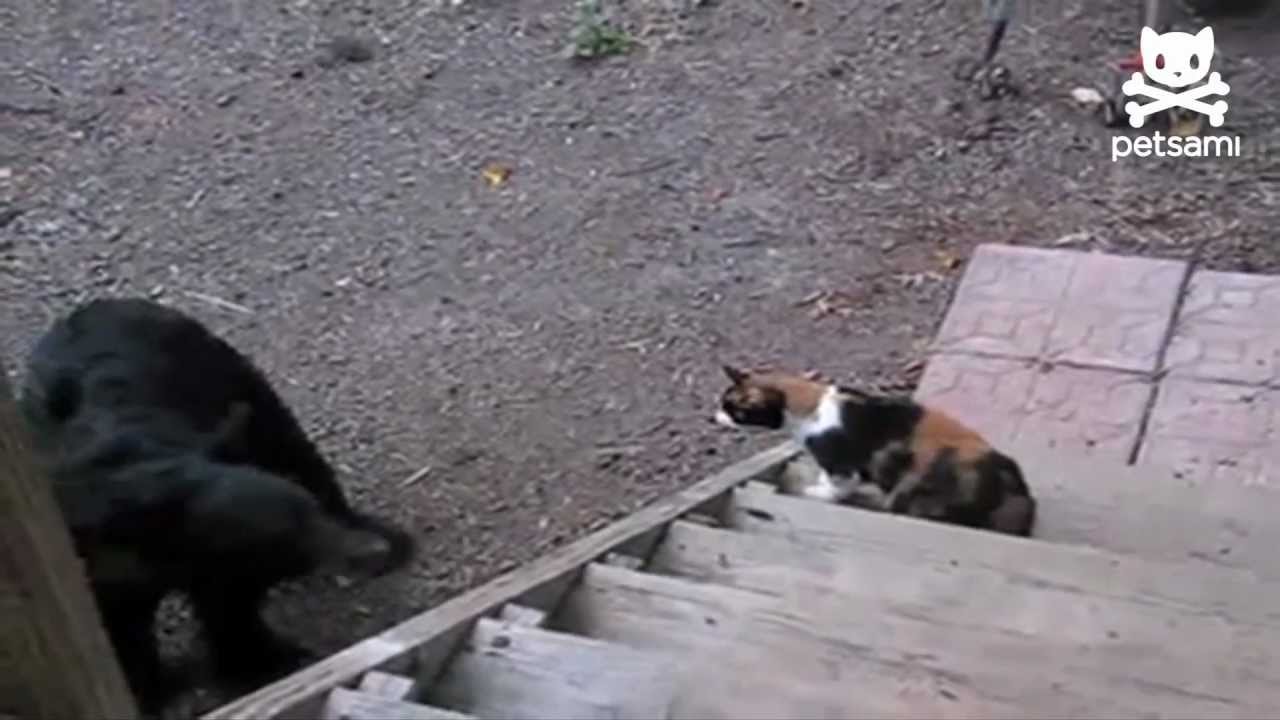 Fearless cat shows bear who's boss