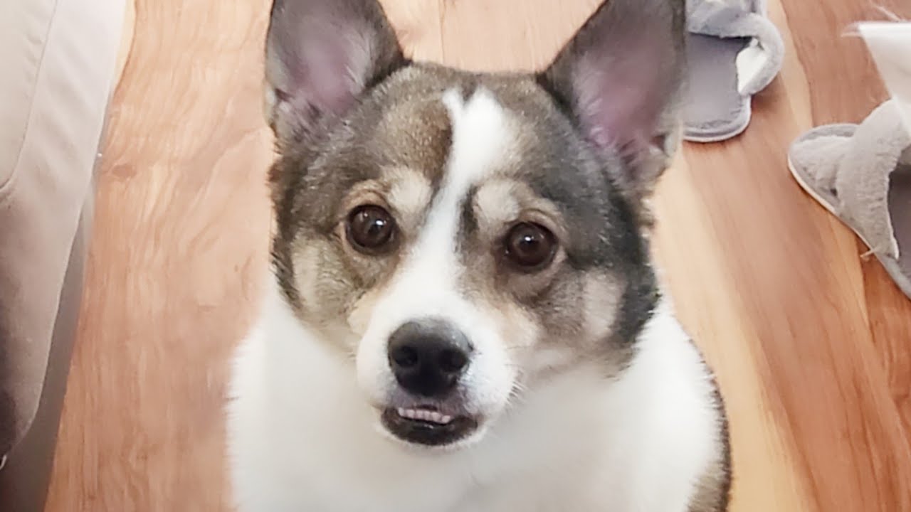 【感謝】出逢い３周年！絶望から幸福へ【幸福犬】もみじの成長