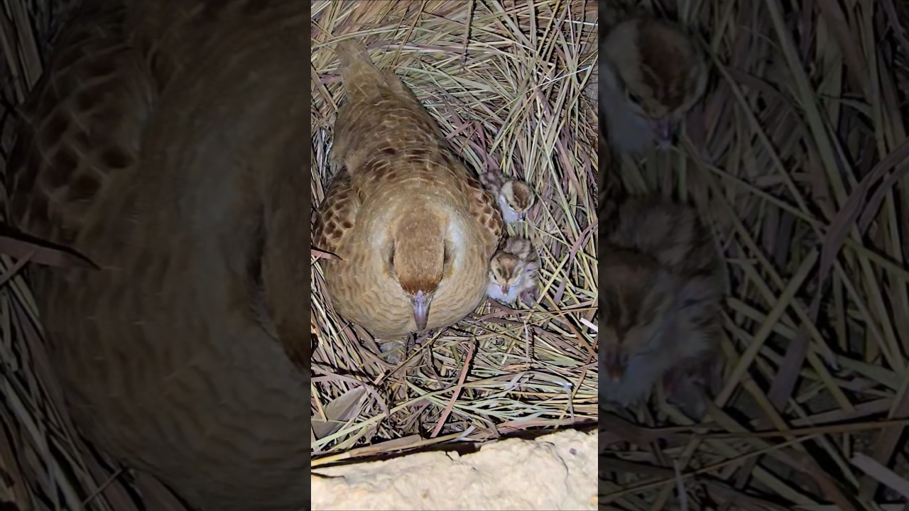 Cute Partridge Chicks In Nest 🪹 🪺 | 