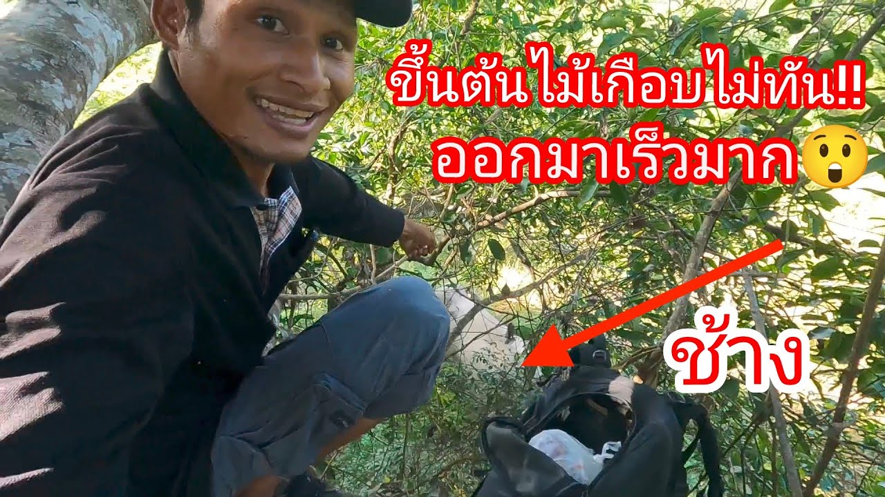 เกือบจ๊ะเอ๋ช้างพ่อใหญ่ โชคดีที่ขึ้นต้นไม้ก่อน ช้างพ่อใหญ่ออกหากินเร็วขึ้น 22/10/68