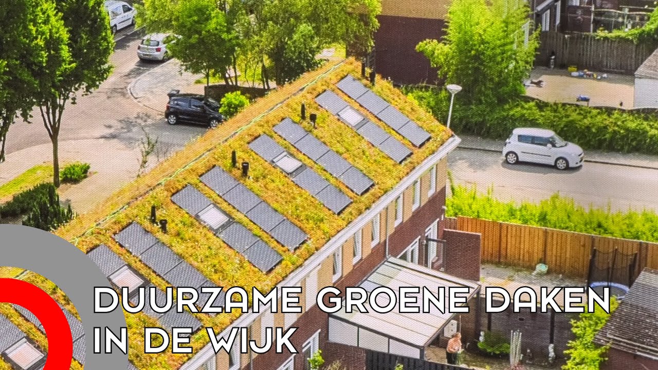Woensel-West krijgt ROEF-daken: Plantjes, beestjes en opgeslagen regenwater