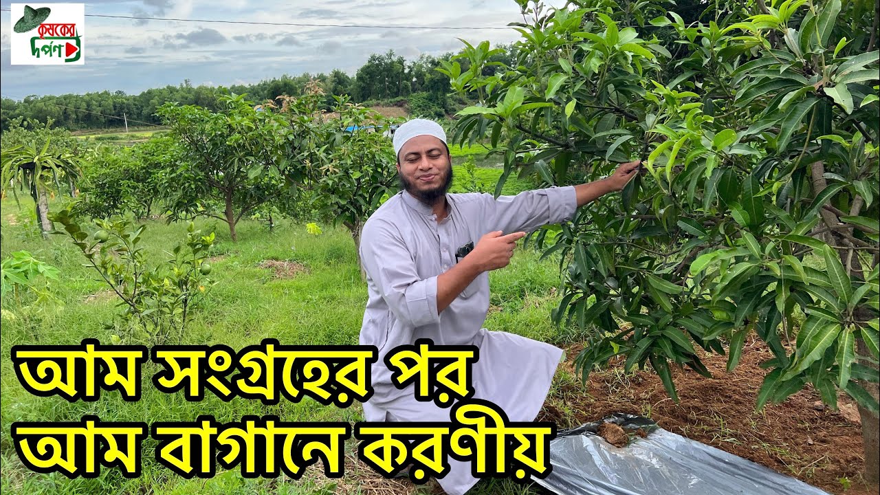 আম সংগ্রহের পর আম বাগানের পরিচর্যা / mango Orchard management after harvesting