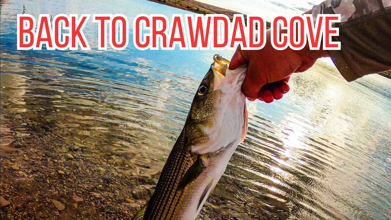 Back To Crawdad Cove Lake Mead