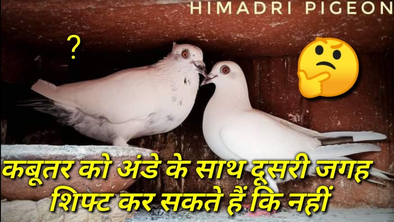 kabootar ko ande ke sath dusri jgah shift kar sakte ki nahi ?.......🤔