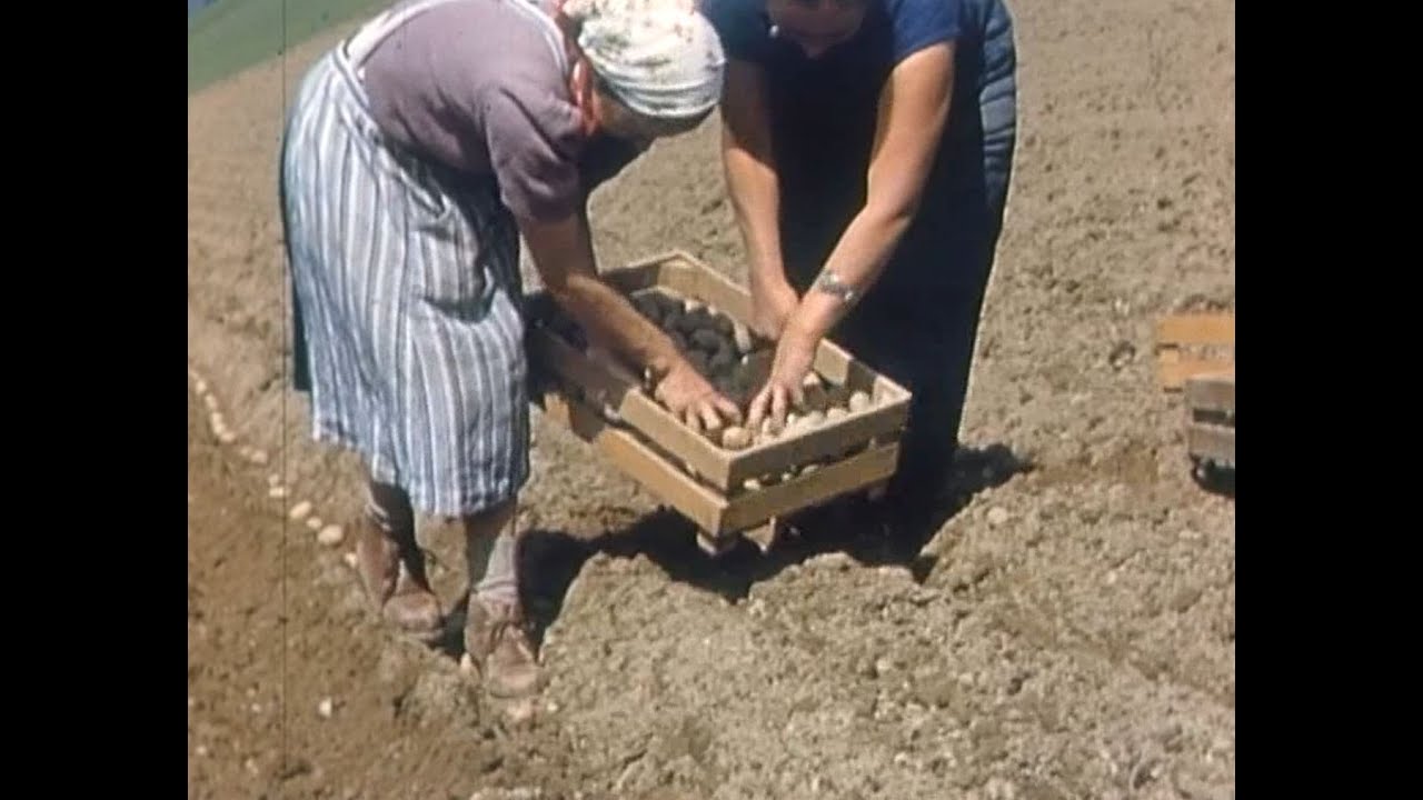 Erfolgreicher Kartoffelbau (Schweiz, 1960er)