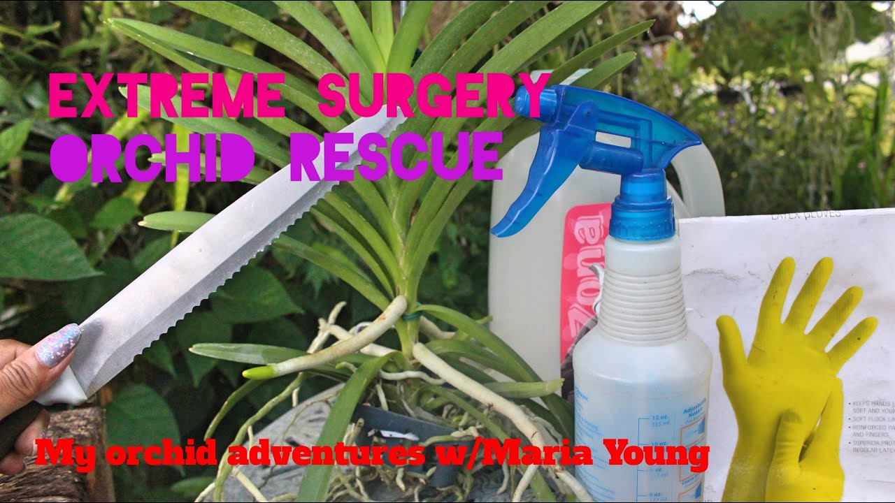 DYING VANDA/ORCHID RESCUE - EXTREME SURGERY
