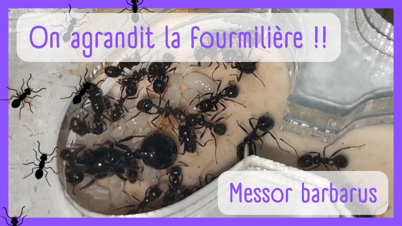 ON AGRANDIT LA FOURMILIÈRE - MESSOR BARBARUS #2