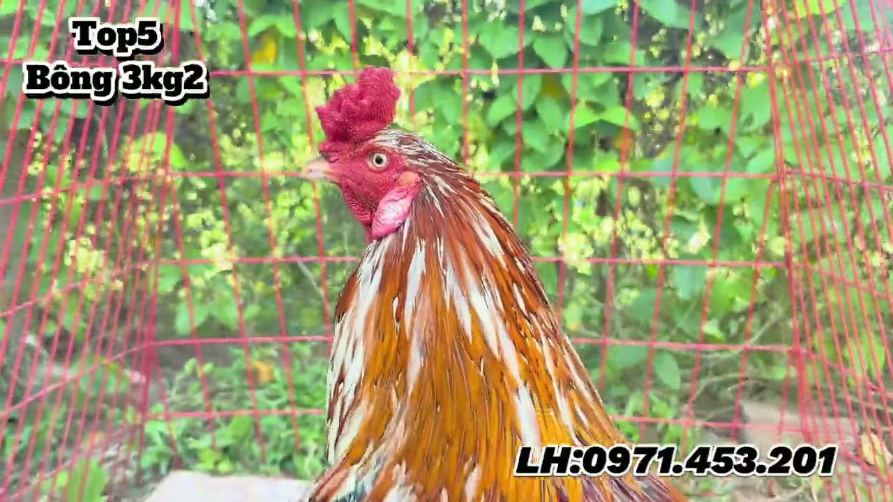 6/12#top7 em DAU LIEN chi tiết LH:0971.453.201#xuhuongyoutube #thinhhanh #xuhướng #thinhhanhyoutube 