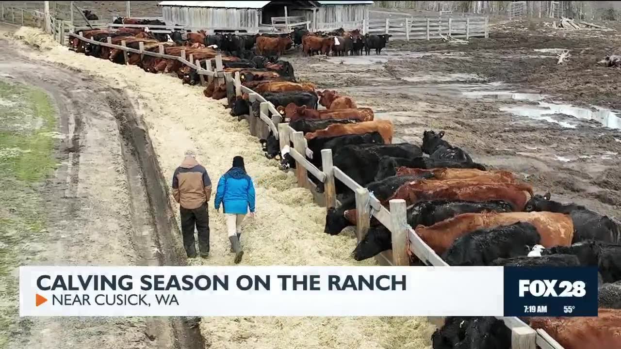 Сезон отела на ранчо