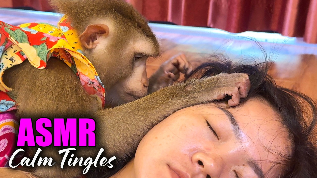 Monkey ASMR Head Scratches & Gentle Tingles | Fall Asleep in 10 Minutes (No Talking)