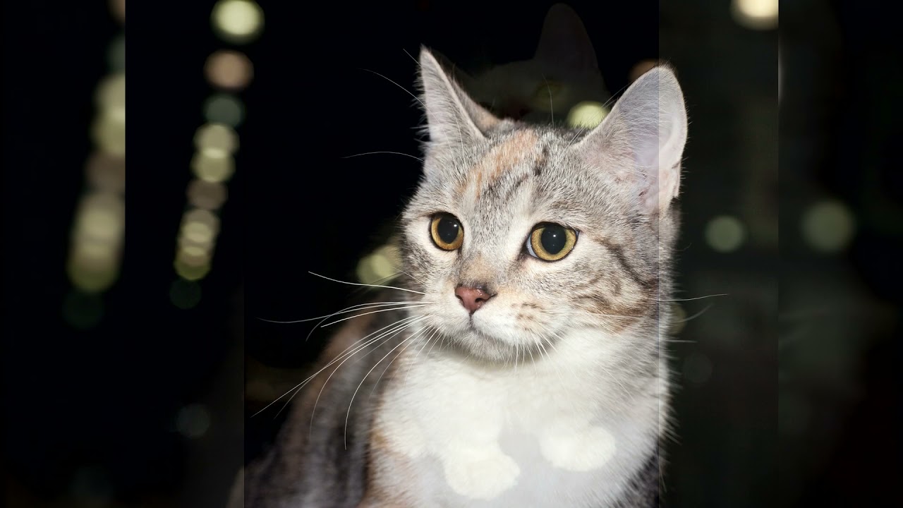 Манчкин. Плюсы и минусы, Цена, Как выбрать, Факты, Уход, История