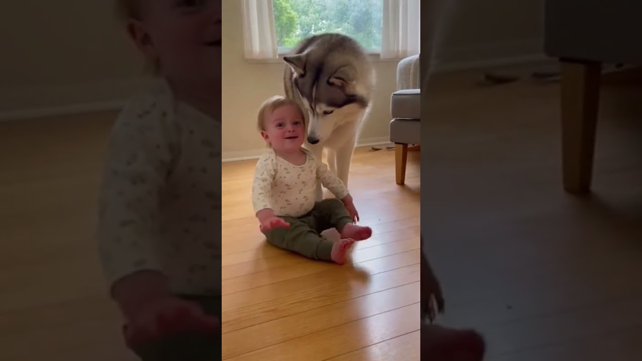 The Baby Tried Again… The Husky Adjusted 🐺🧠