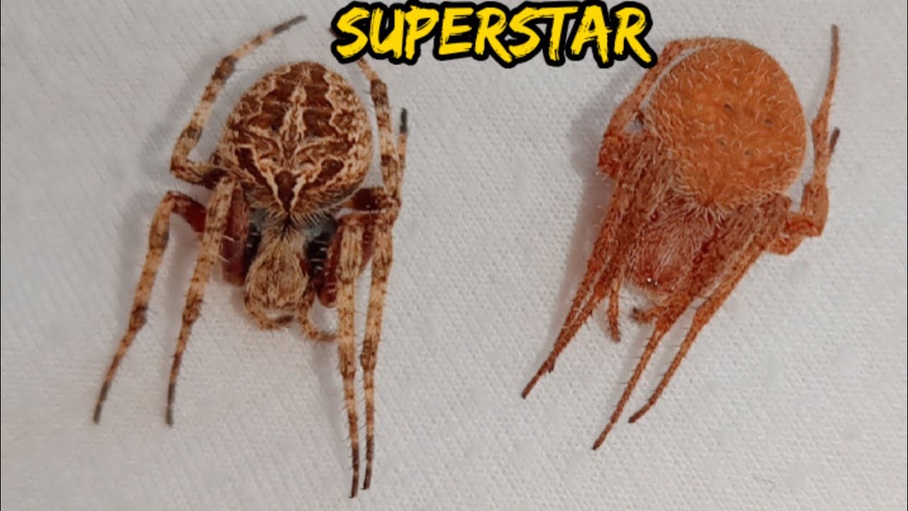 Pulahan vs Tigrehan - pang superstar na laruan 4days conditioning