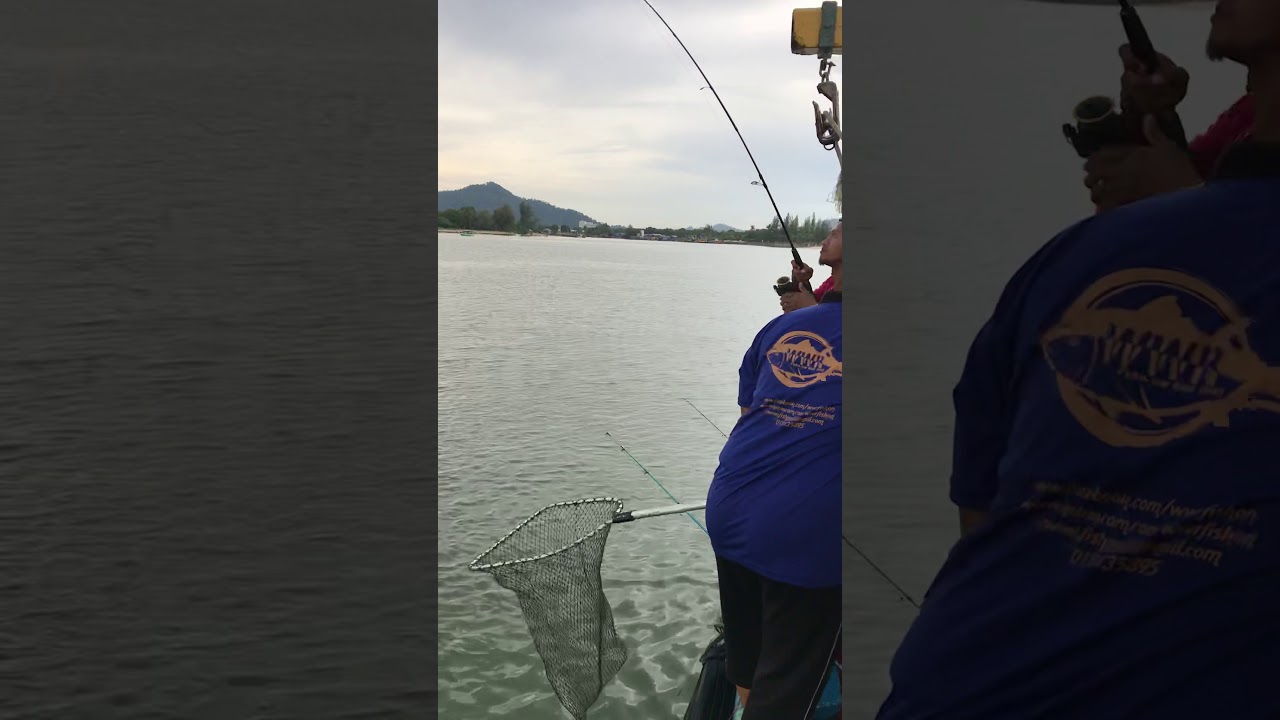 Senangin 2kg Tg Lumpur