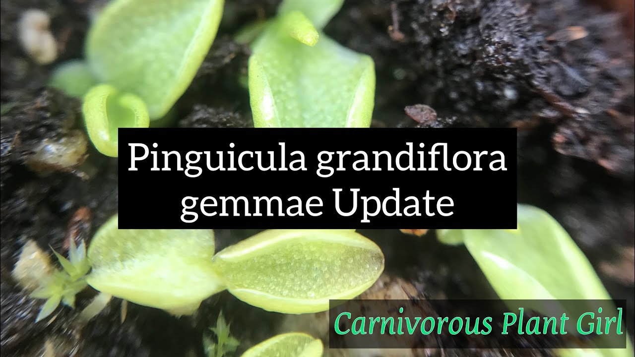 Pinguicula grandiflora update | Temperate Pinguicula Collection