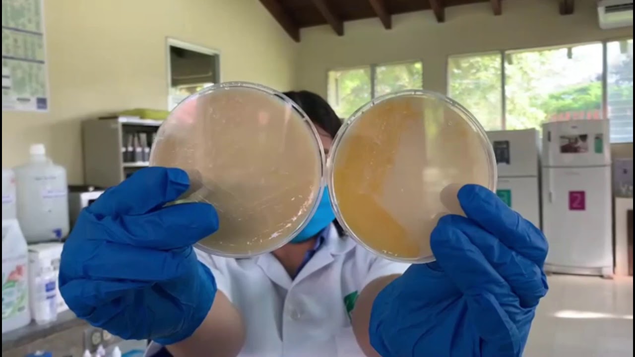 Laboratorio #5 Pruebas bioquímicas y metabólicas para la identificación de bacterias fitopatógenas