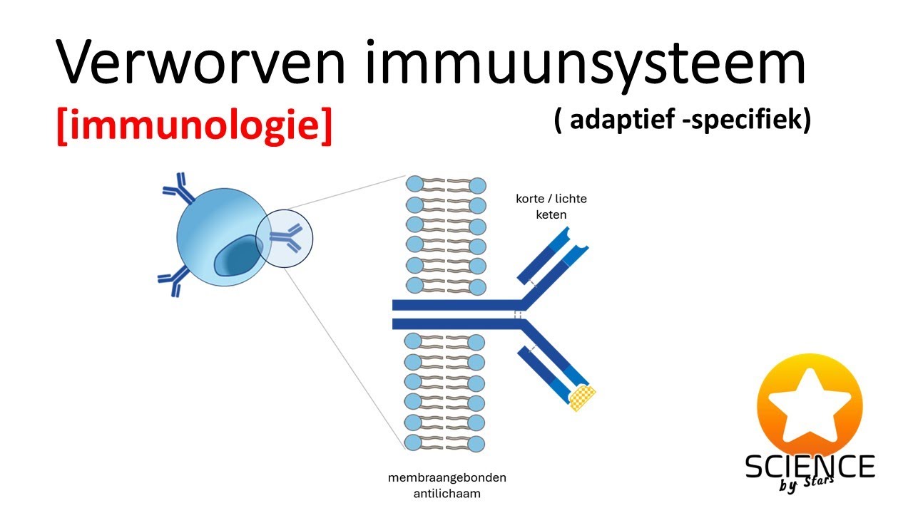 Verworven (specifiek) immuunsysteem [ Immunologie ]