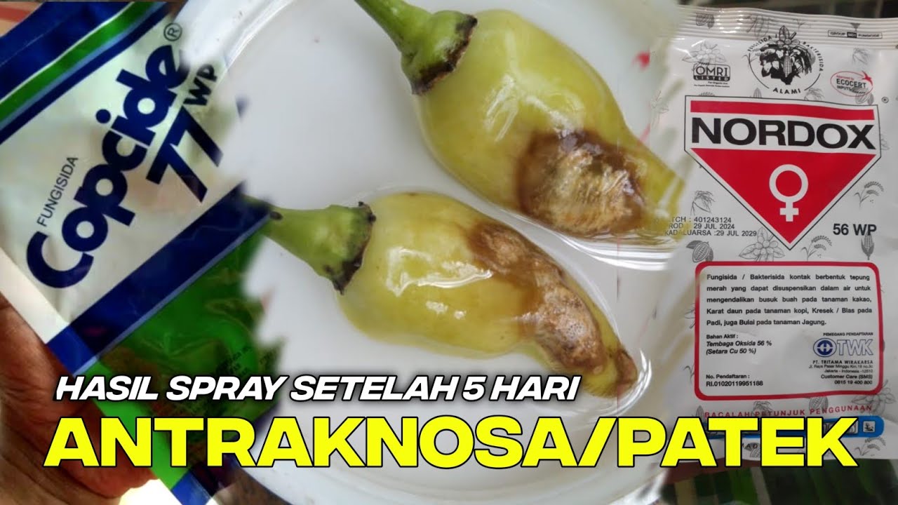 kondisi Patek pada cabe setelah 2x semprot‼️