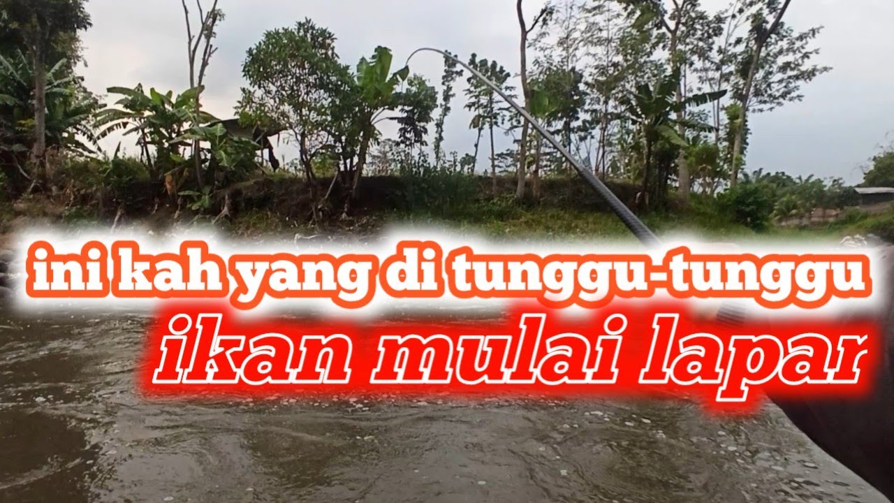 Nutul nilem/melem umpan lumut emang JOS JIS teknik troling