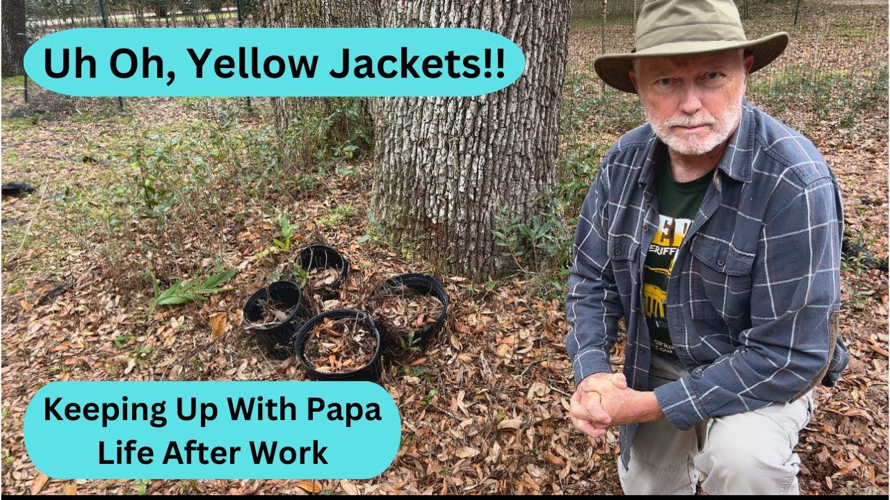 Today's Project:  Underground Yellow Jacket Nest Next Door!