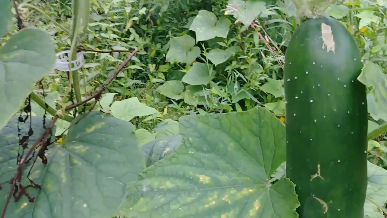 Saving money by growing your own food