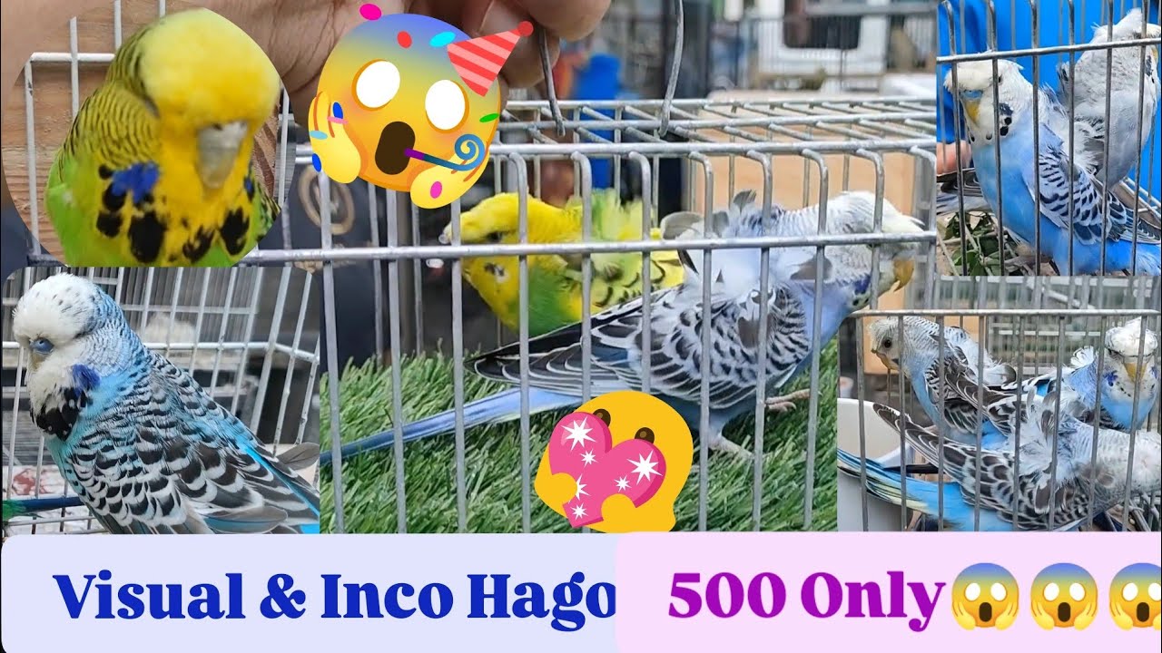 Vlog515 Visual Hagoromo Parakeets 😱🦜😱 500 Lang Ang Isa😱😱😱