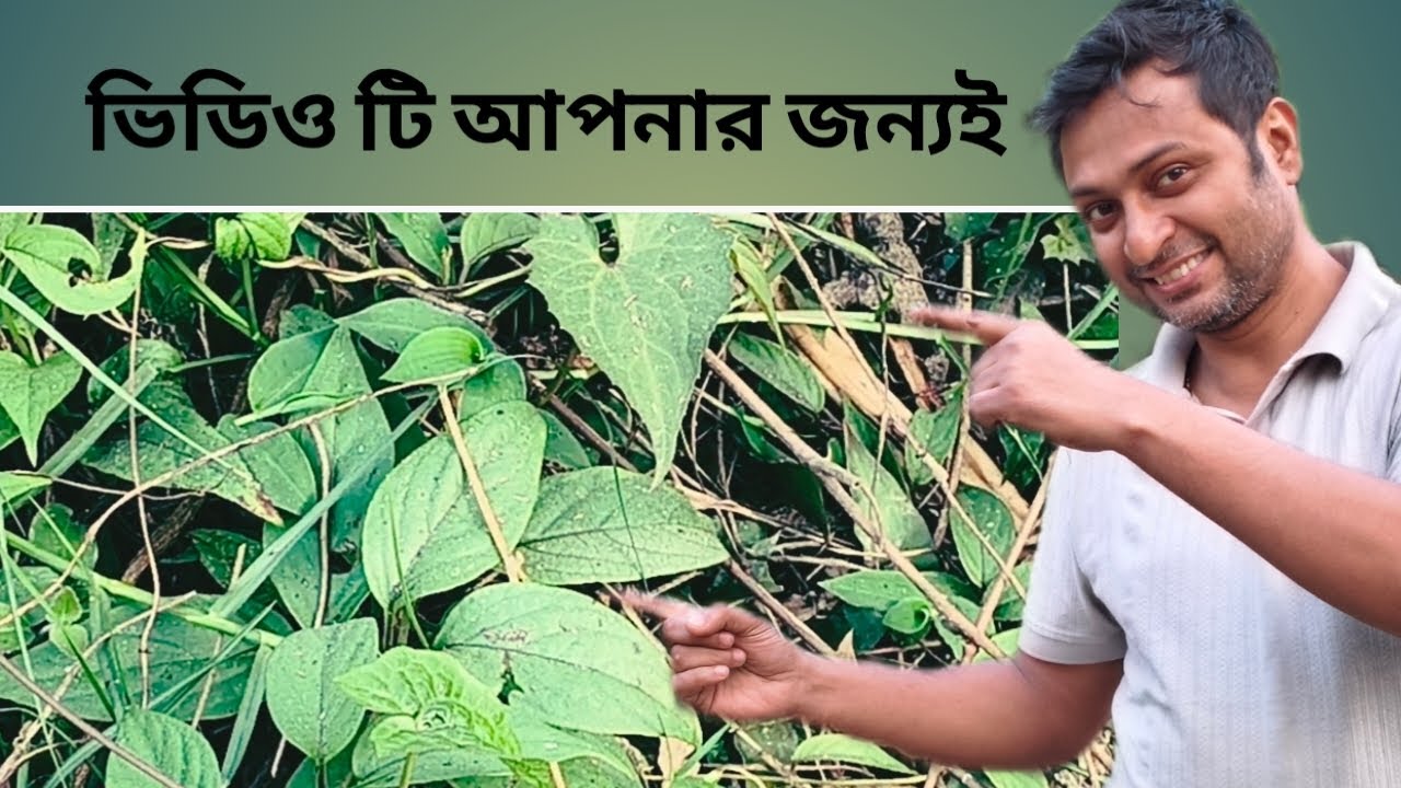 গন্ধবাদুলি পাতার গুন 